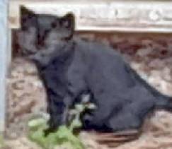 Wild cat