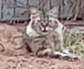Wild cat