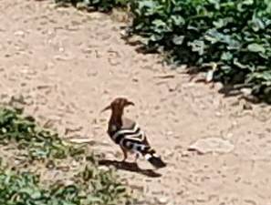 The national bird: hoopoe