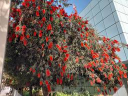 Red blossoms.