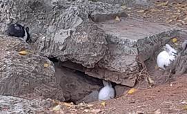 Little rabbits